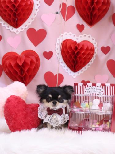 20240210プリンちゃん